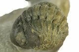 Two Multi-Toned Austerops Trilobite Fossils - Ofaten, Morocco #384228-6